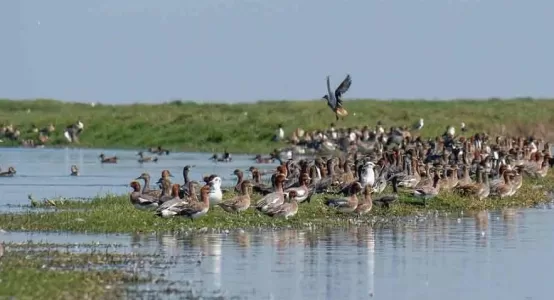 #nal_sarovar, #NalSarovar_Bird_Sanctuary, #Nal_Sarovar_Sanctuary, #नल सरोवर,#नल_सरोवर#YATRAPARTNER, #Water_Bird_Sanctuary,