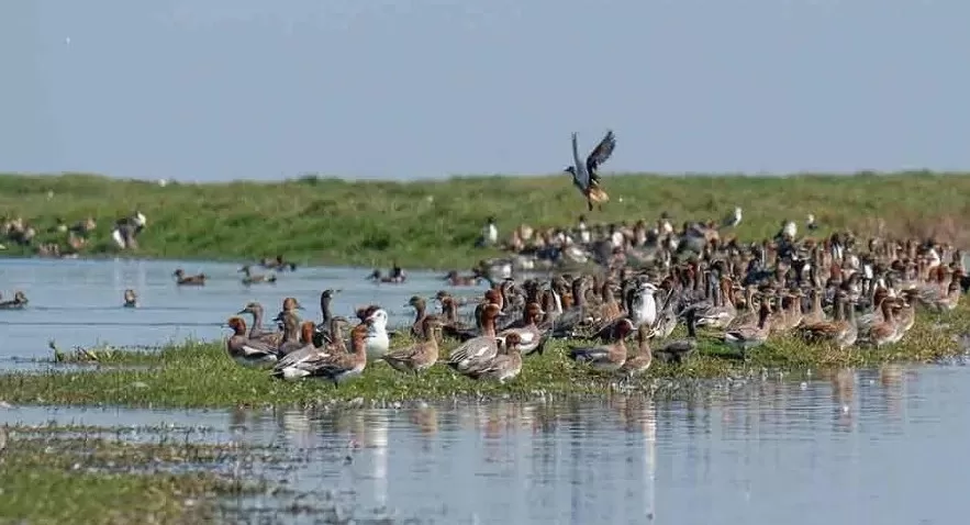 #Bird_Sanctuary, #Bird_Sanctuary_of_India, #Chilka_Lake, #Nalban, #Nalban_Bird_Sanctuary, #yatrapartner #yatra #यात्रापार्टनर