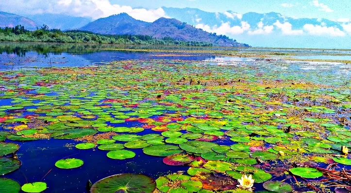 #Wular, #Wular_Lake, #वुलर, झील,सबसे बड़ी झील,Indian Lake,भारतीय झील, #yatrayatrapartner_network