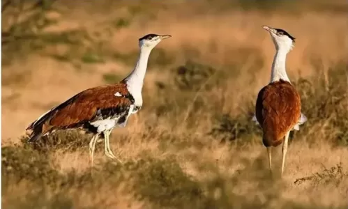 #Bustard_Bird, #Great_Indian_Bustard, #Kutch_Great_Indian_Bustard_Sanctuary, #yatrapartner #Sohan_Bird, #sohan_chidiya,